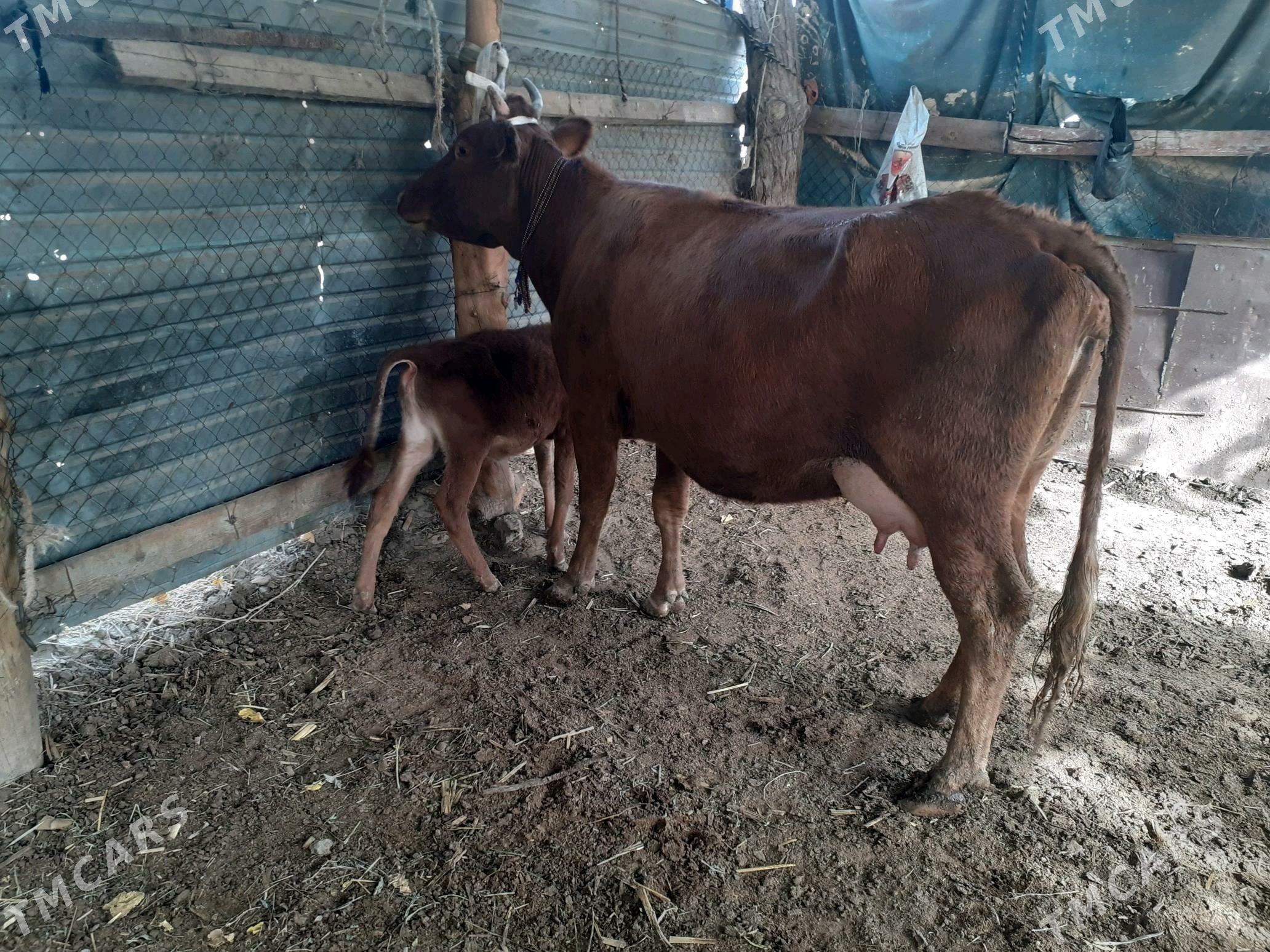 saglyk sygyr - Сакар - img 1