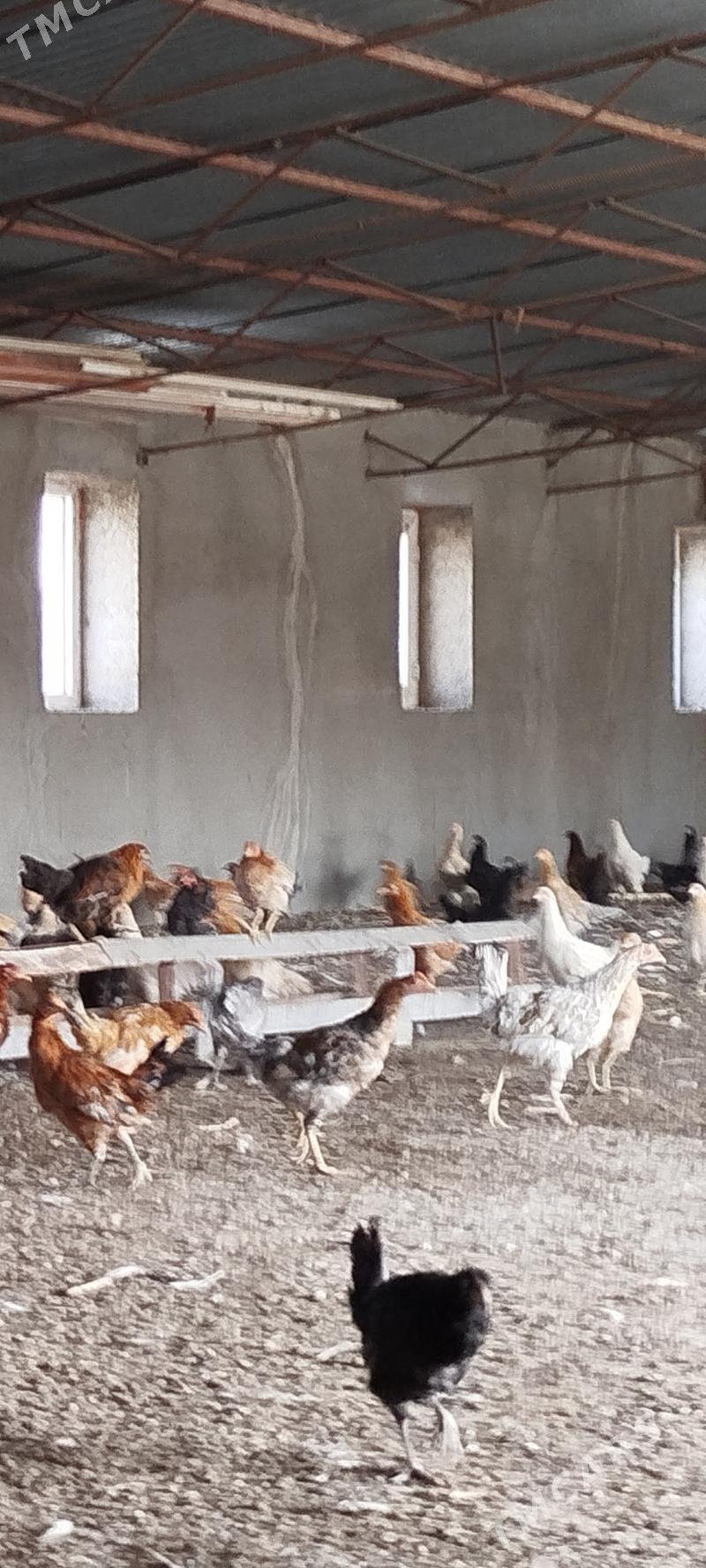 Towuk juyje - Мары - img 2