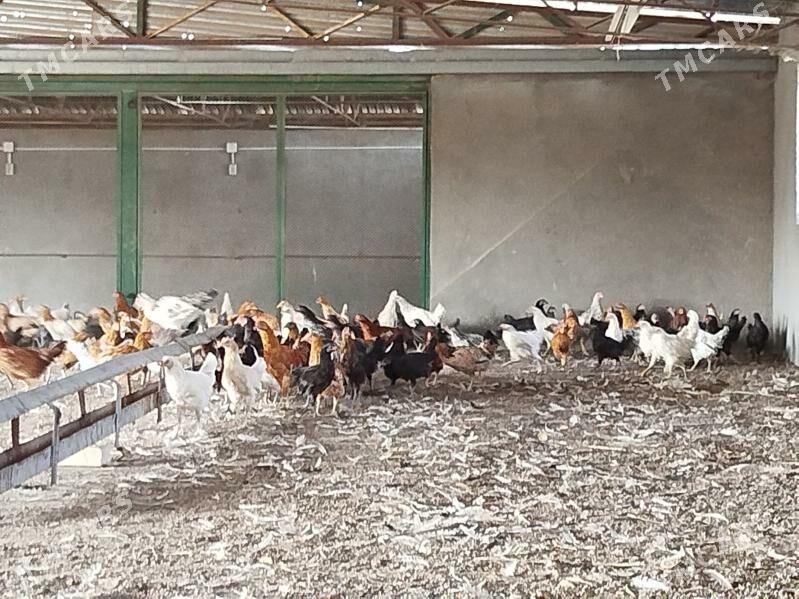 Towuk juyje - Мары - img 5