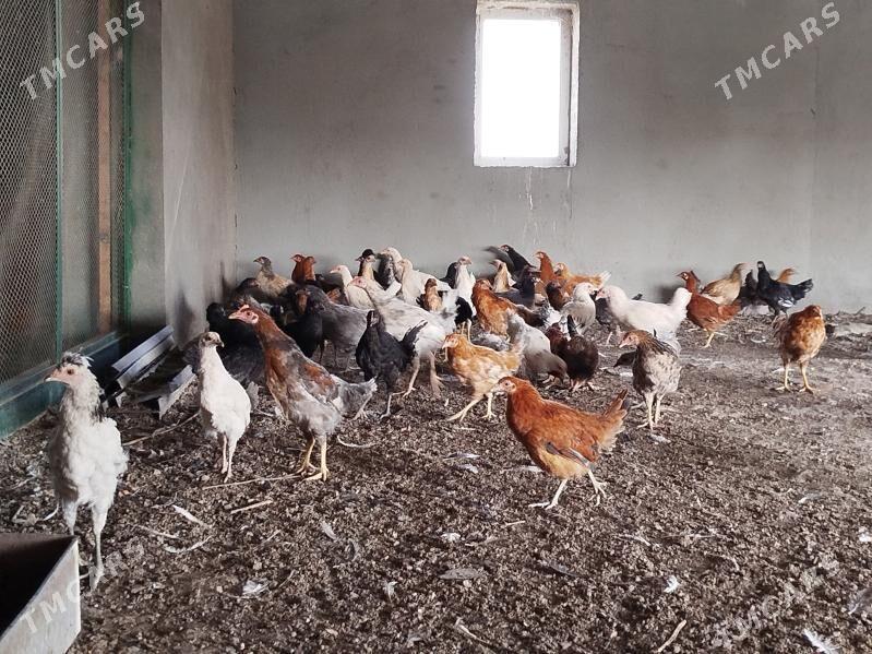 Towuk juyje - Мары - img 3