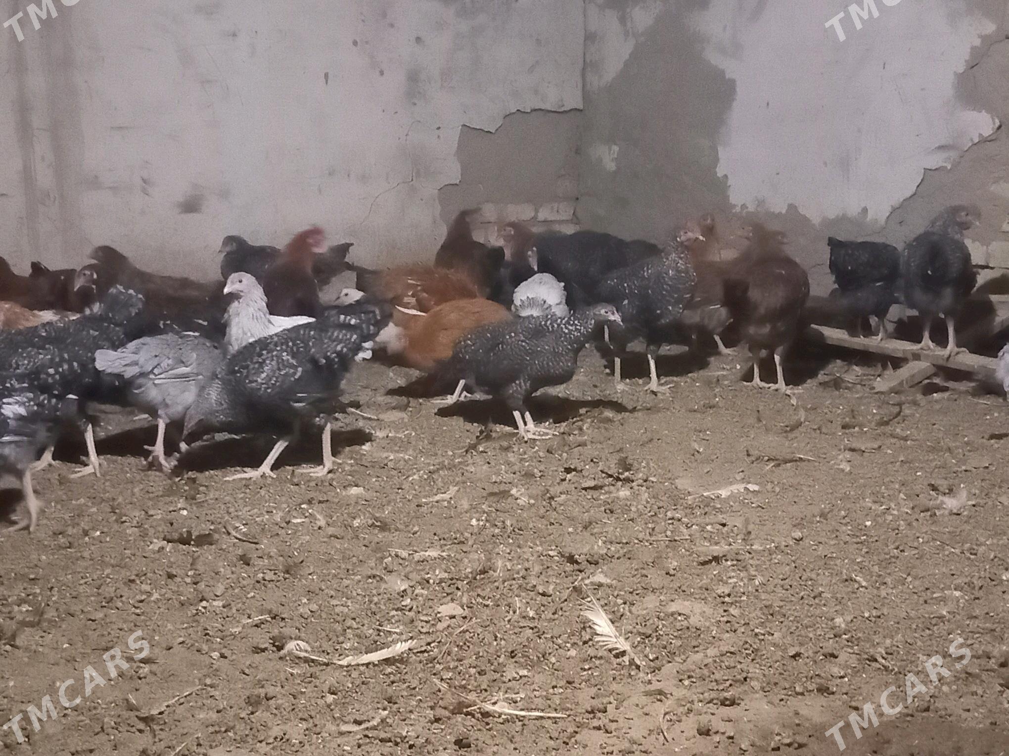 товк - Wekilbazar - img 2