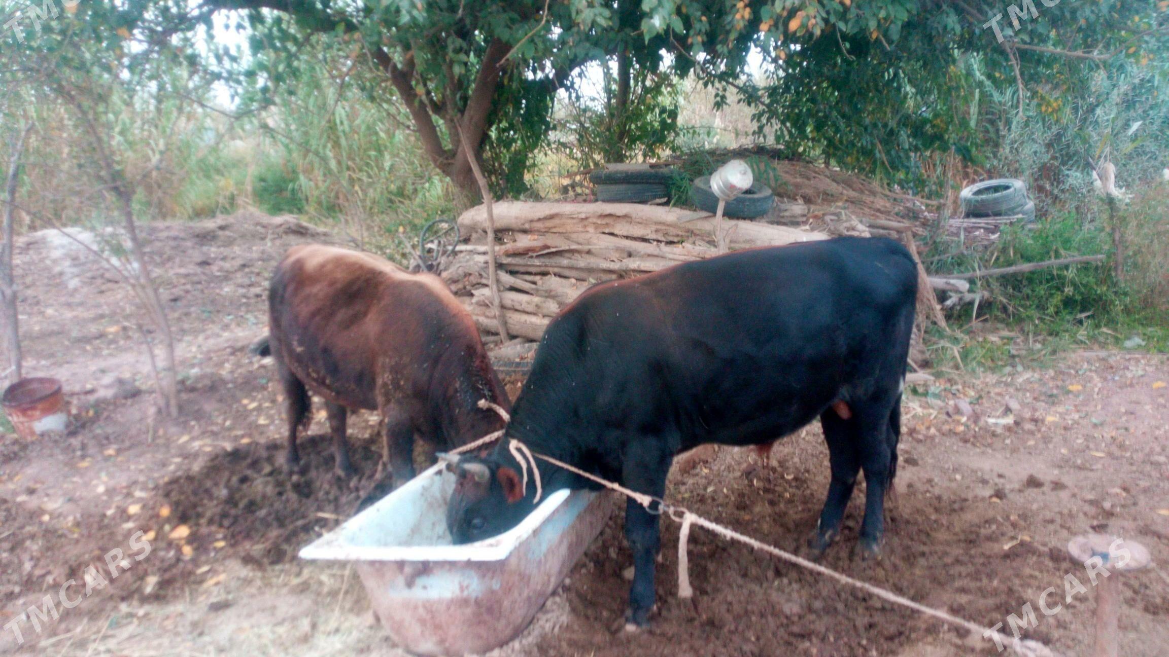 okiz - Бабадайхан - img 2