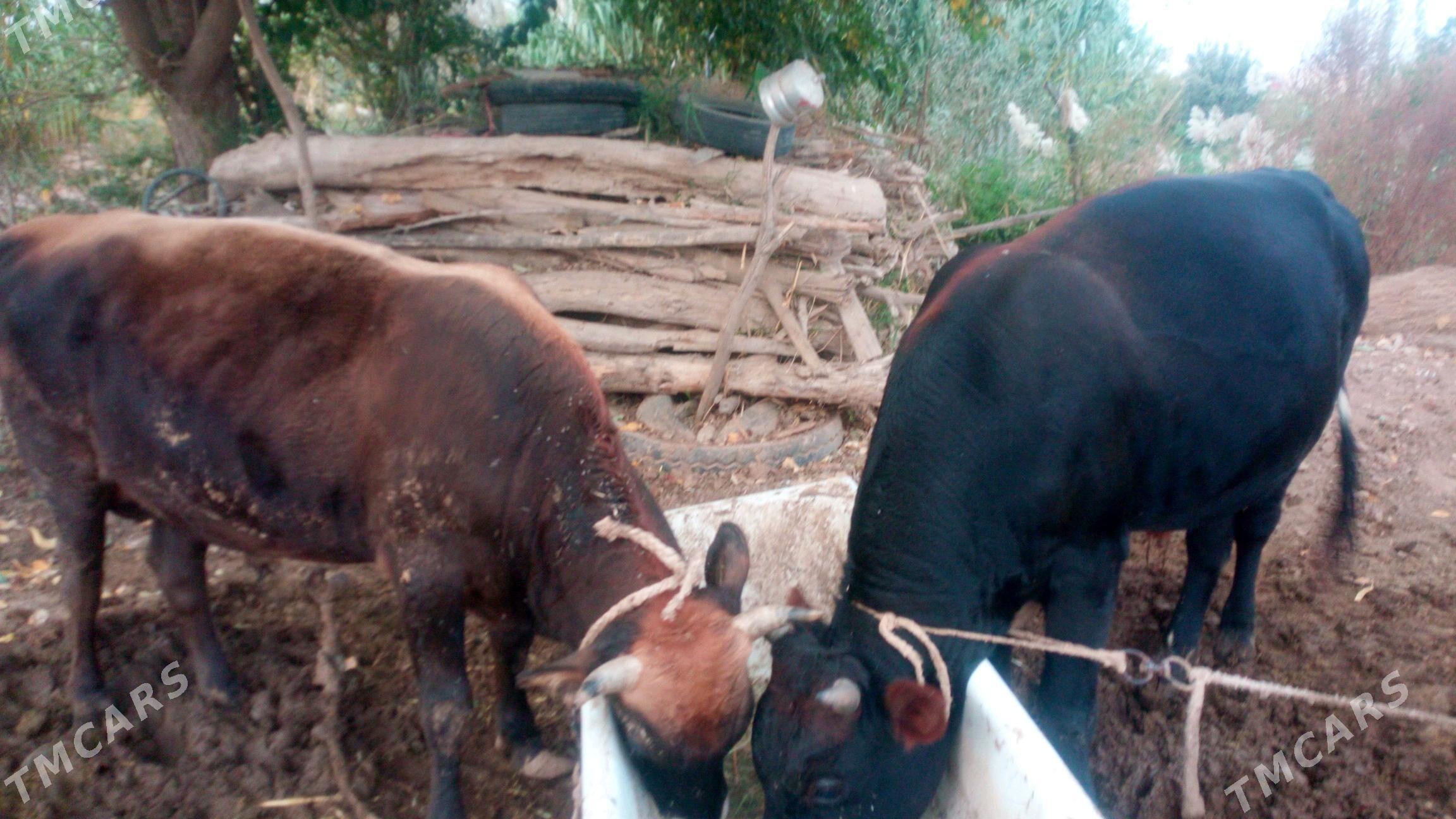 okiz - Бабадайхан - img 3