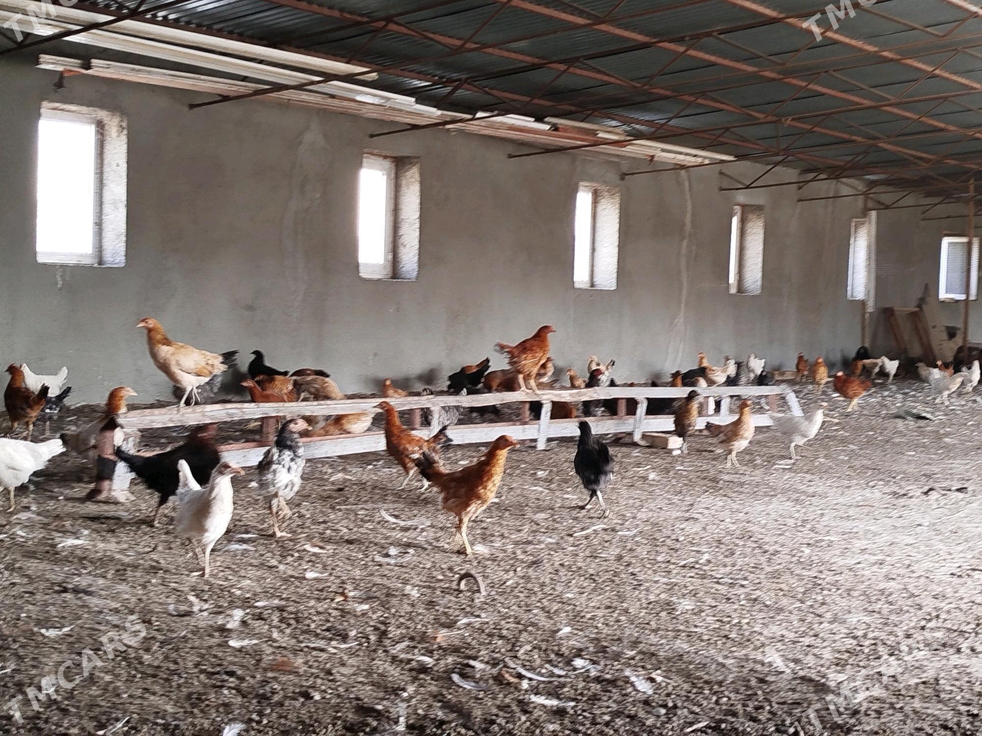 Towuk juyje - Мары - img 4