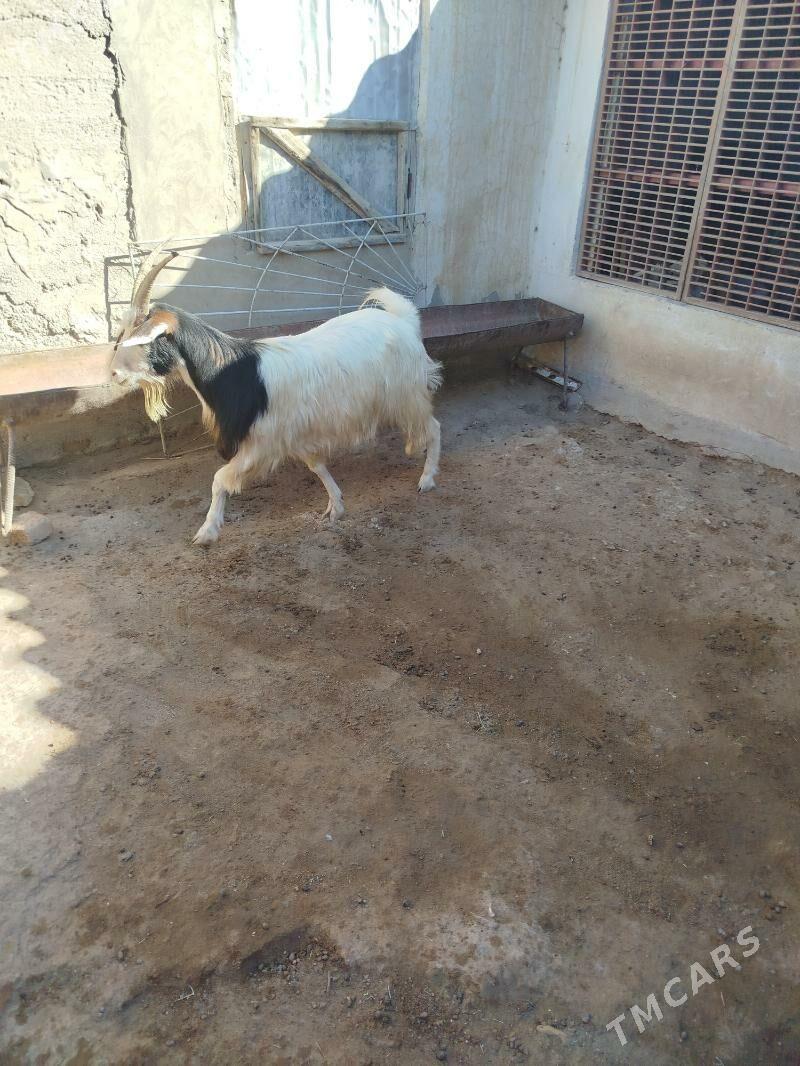 Geçi - Gumdag - img 1