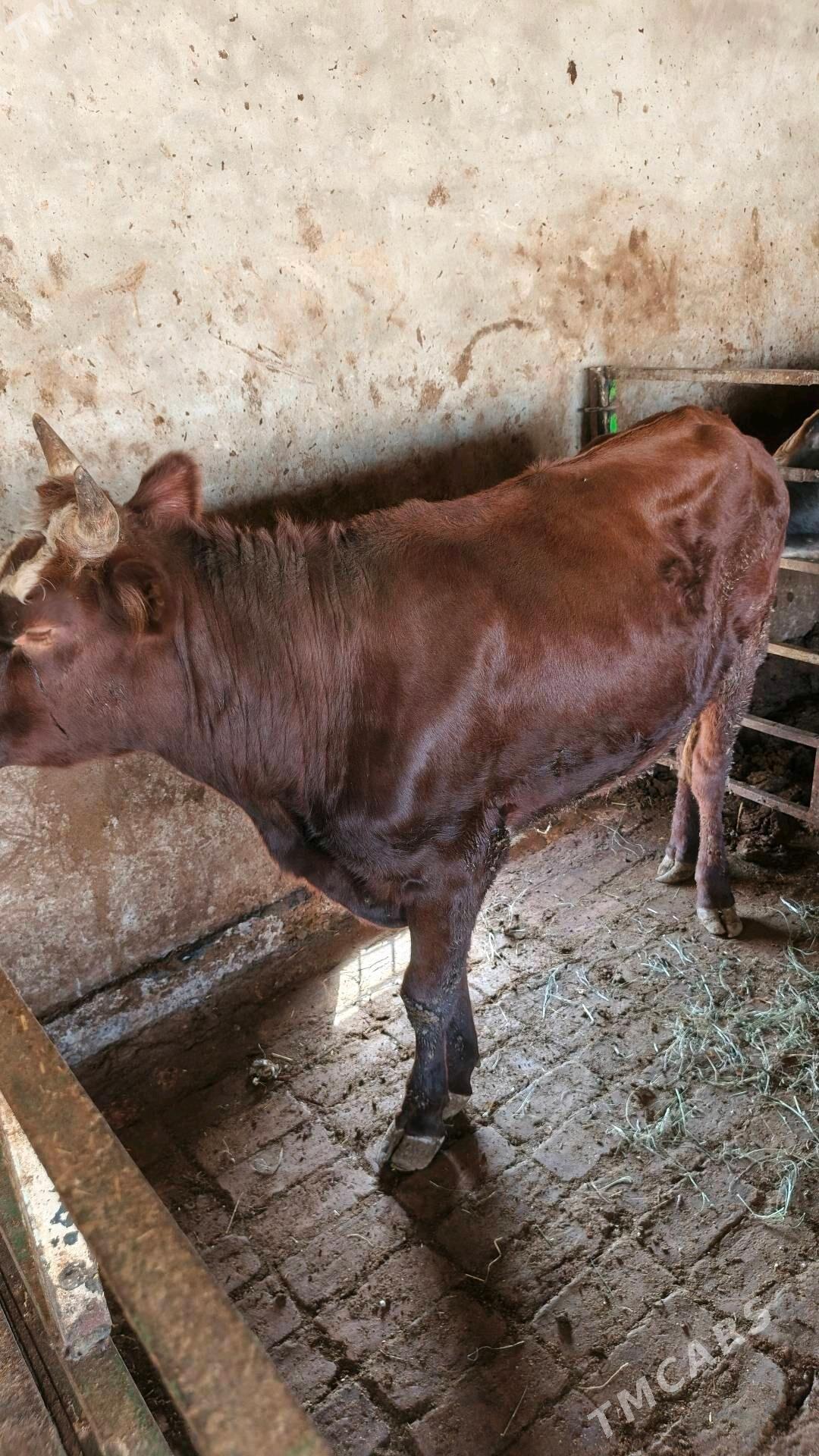 Öküz - Мургап - img 4