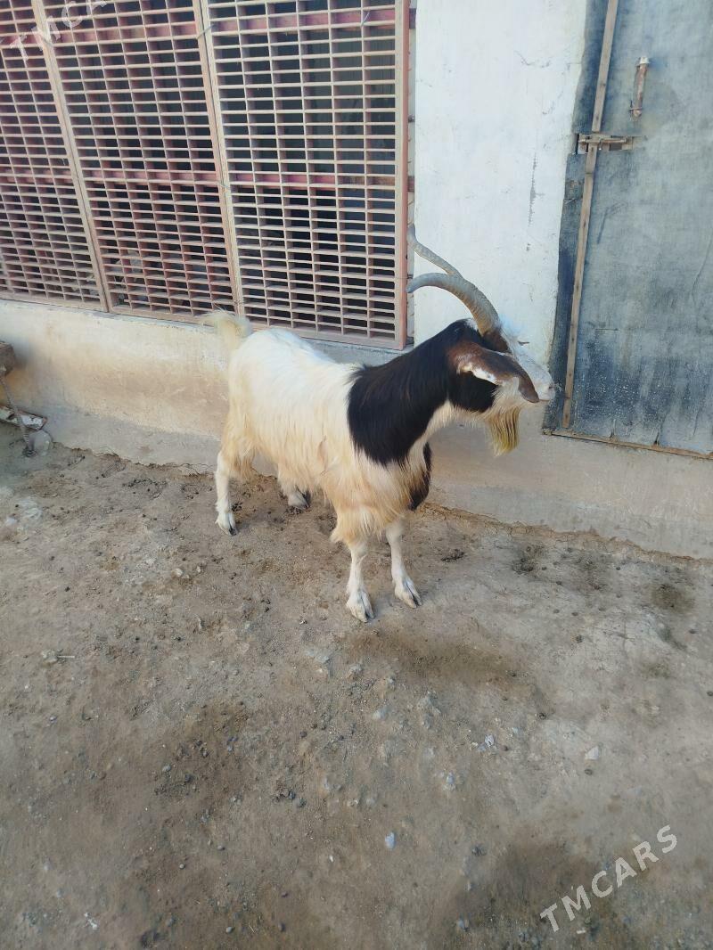 Geçi - Gumdag - img 3