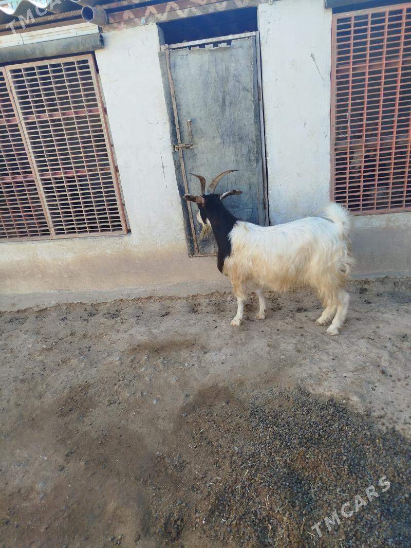 Geçi - Gumdag - img 2