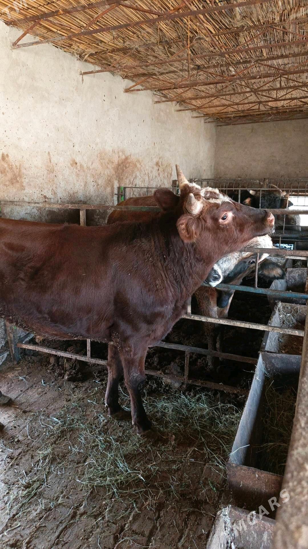 Öküz - Мургап - img 2