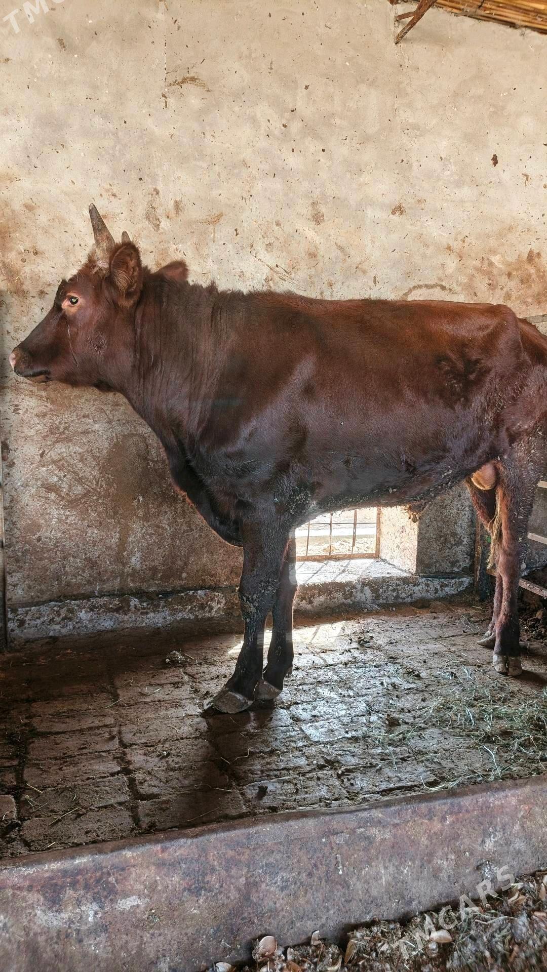 Öküz - Мургап - img 3