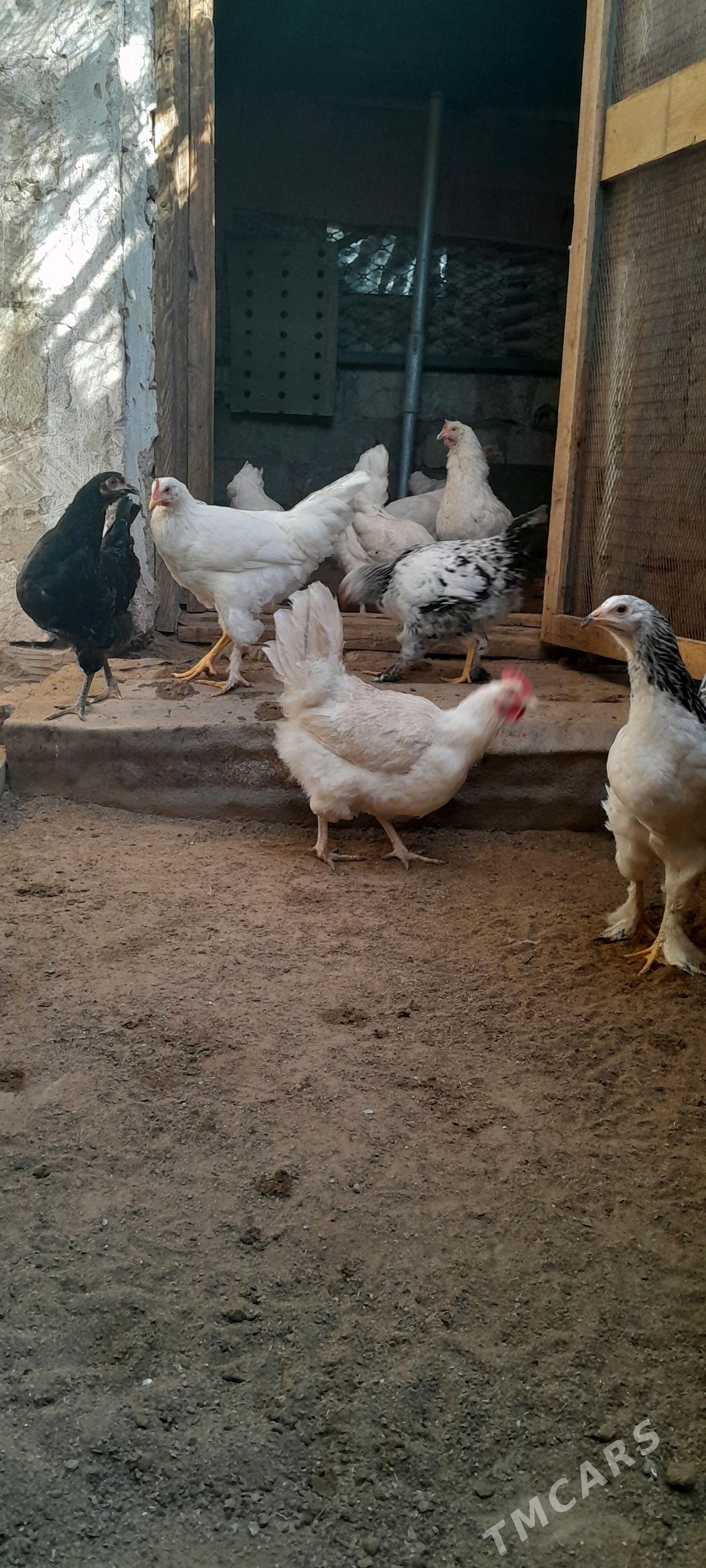 куры товук - Туркменбаши - img 5