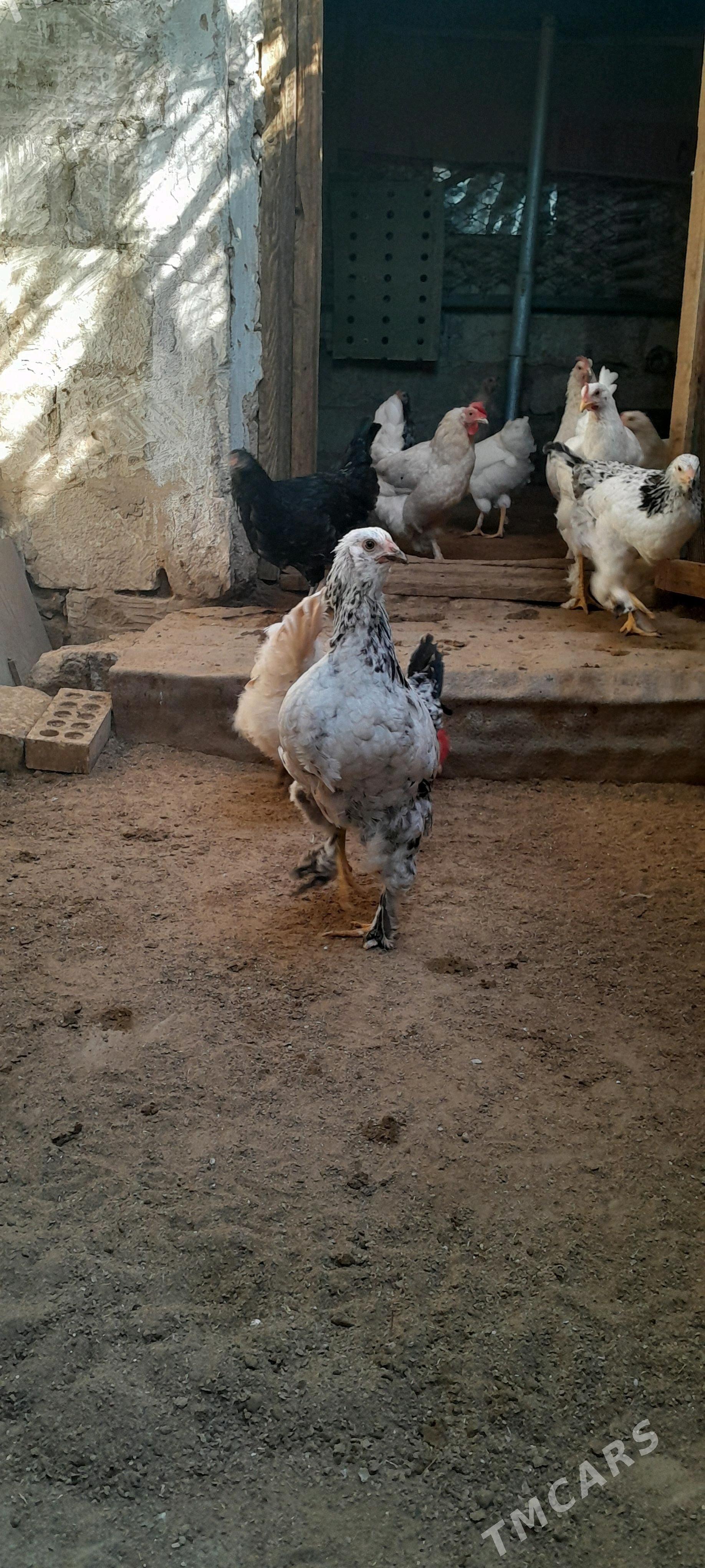 куры товук - Туркменбаши - img 4