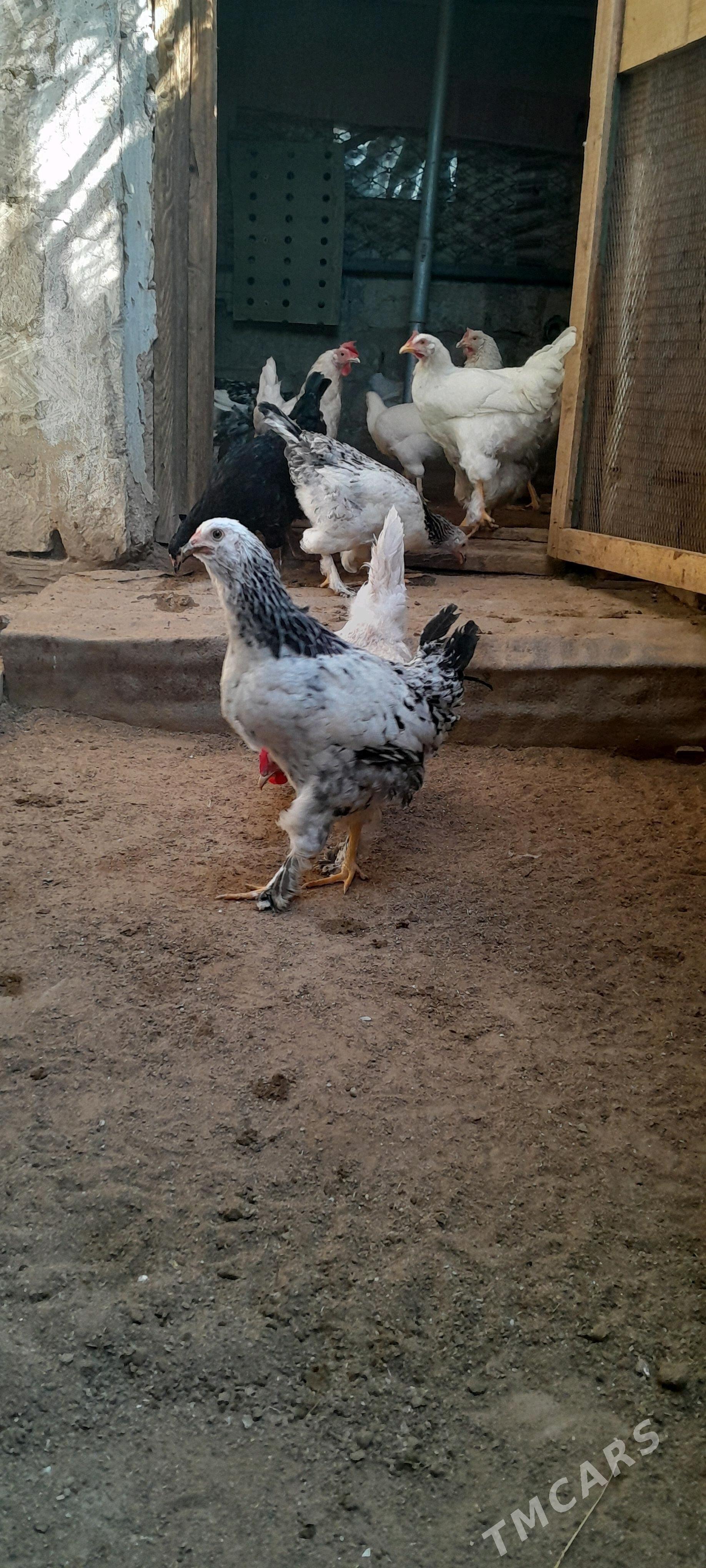 куры товук - Туркменбаши - img 2