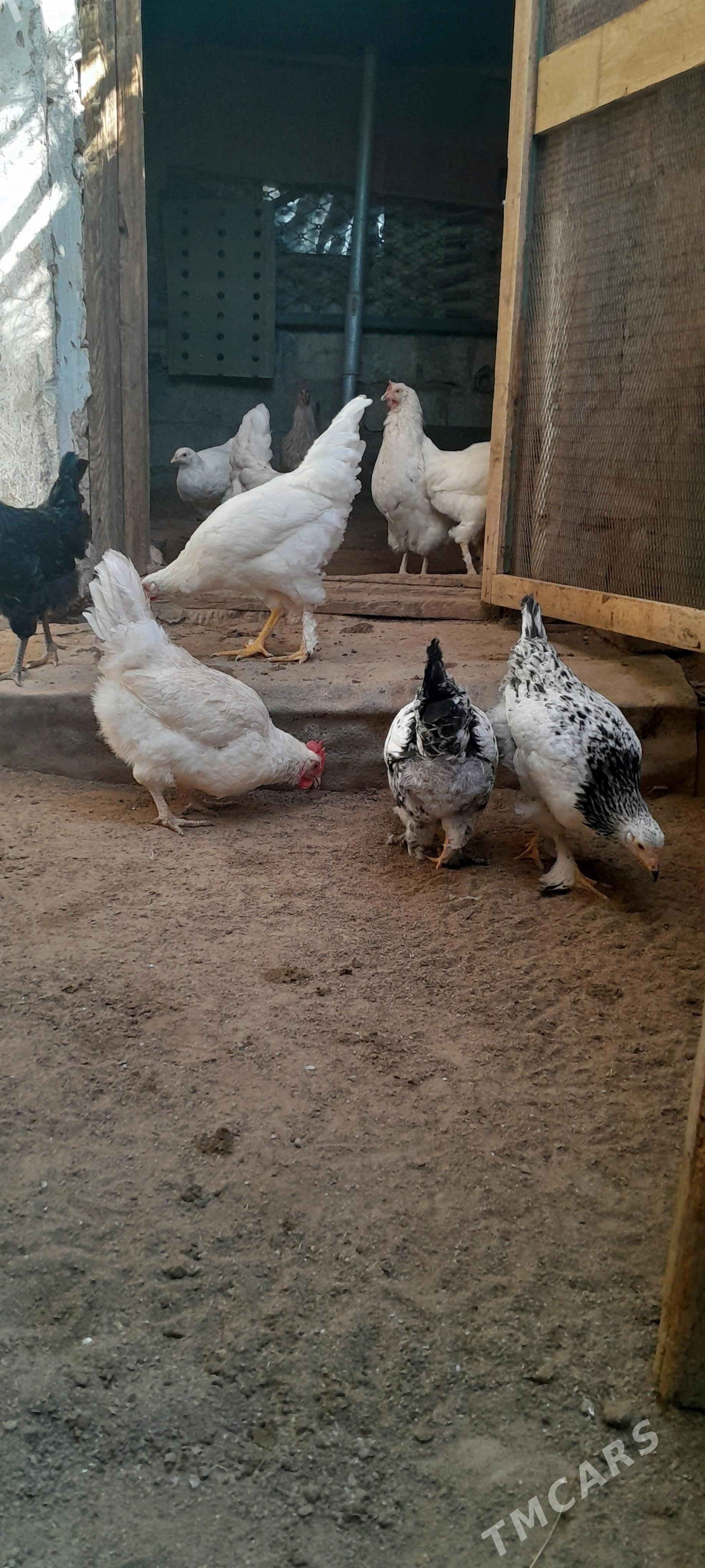 куры товук - Туркменбаши - img 6