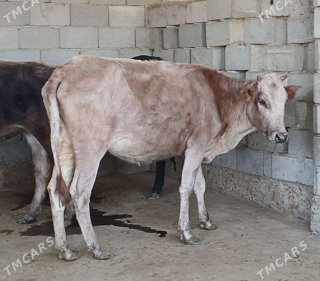 bogaz tuwe - Херрикгала - img 9