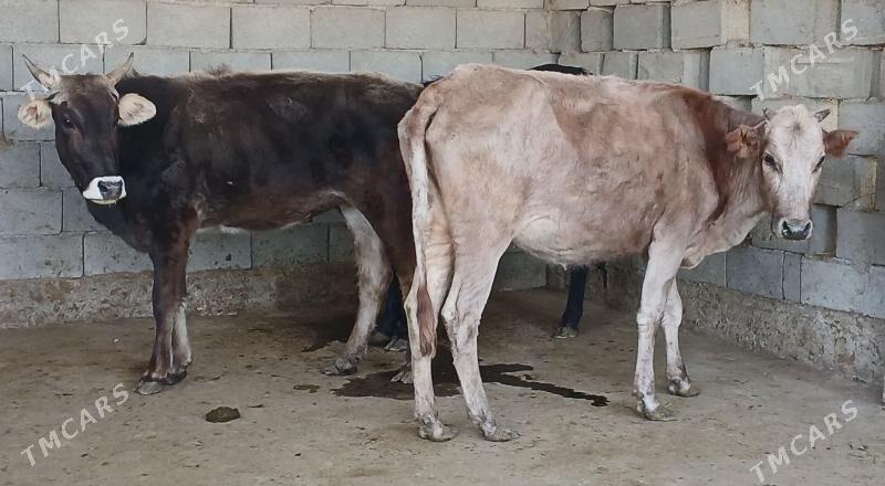 bogaz tuwe - Херрикгала - img 3