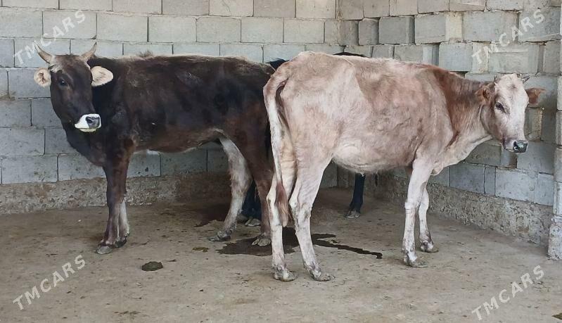 bogaz tuwe - Херрикгала - img 8