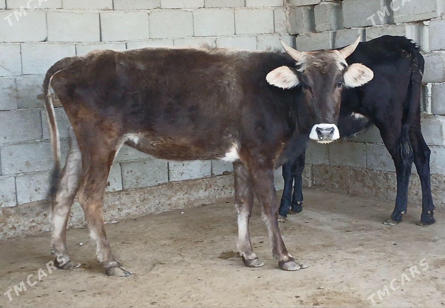 bogaz tuwe - Херрикгала - img 7