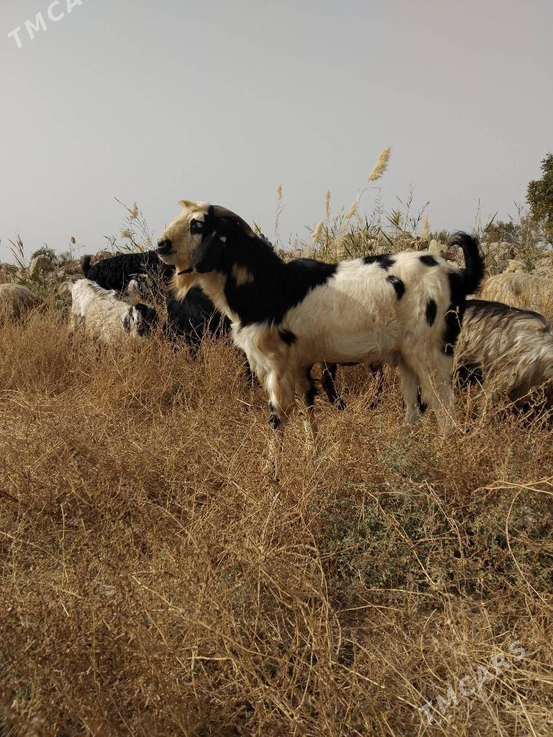 Pakistan teke - Çärjew - img 3