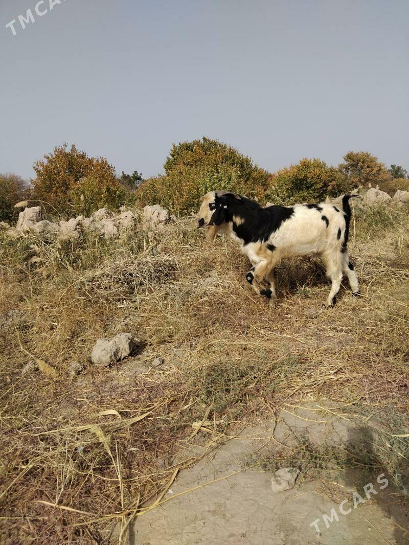 Pakistan teke - Çärjew - img 1