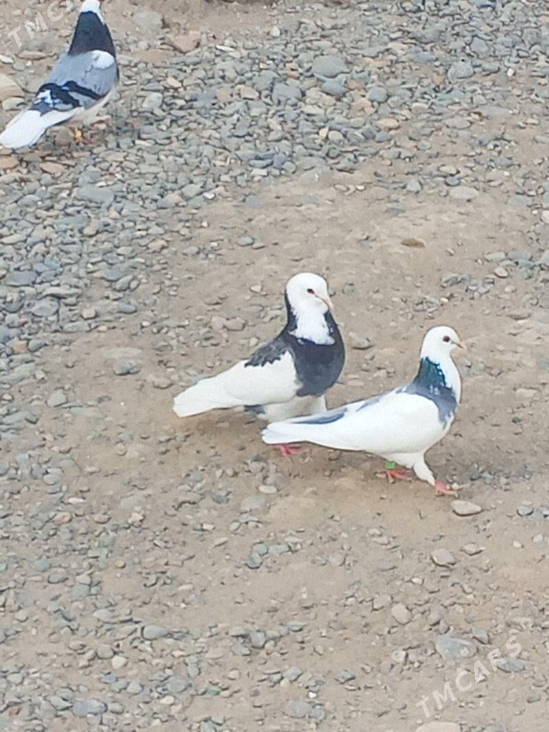 kepderi - Aşgabat - img 2