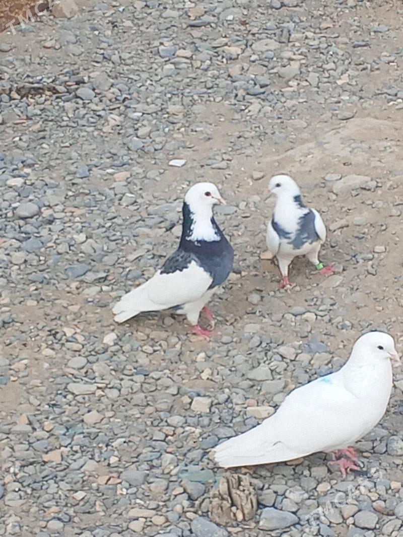 kepderi - Aşgabat - img 9