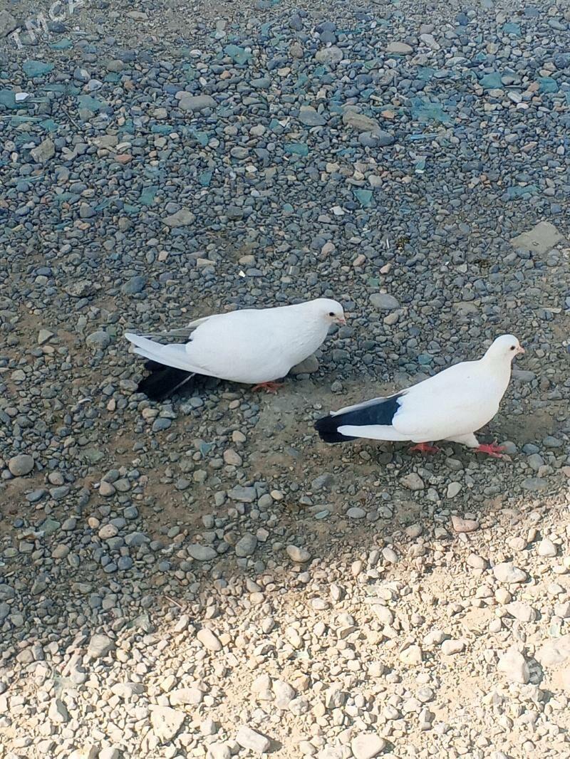 kepderi - Aşgabat - img 4