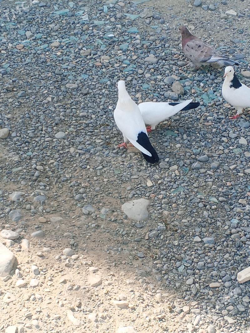 kepderi - Aşgabat - img 6