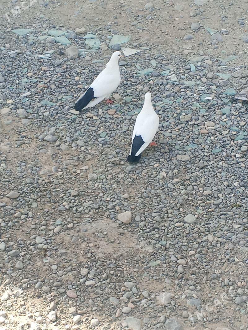 kepderi - Aşgabat - img 5