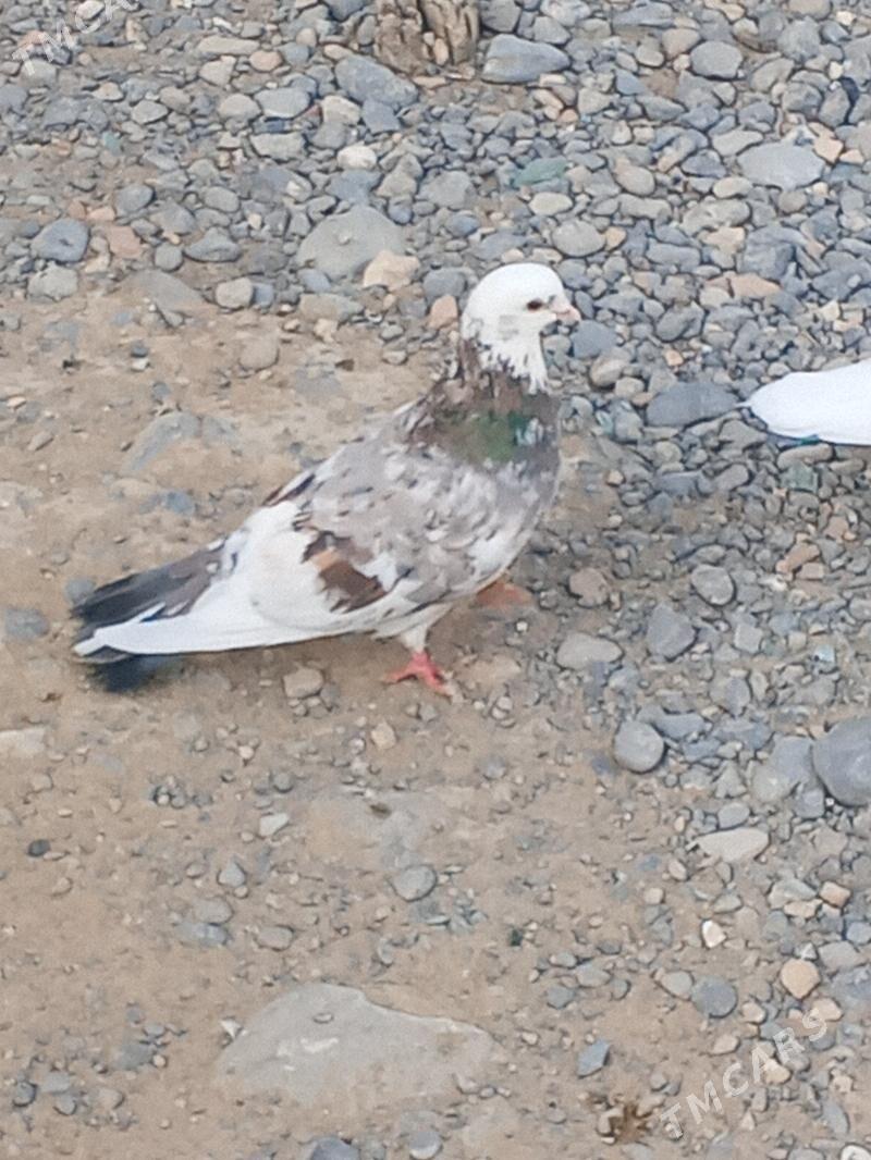 kepderi - Aşgabat - img 8