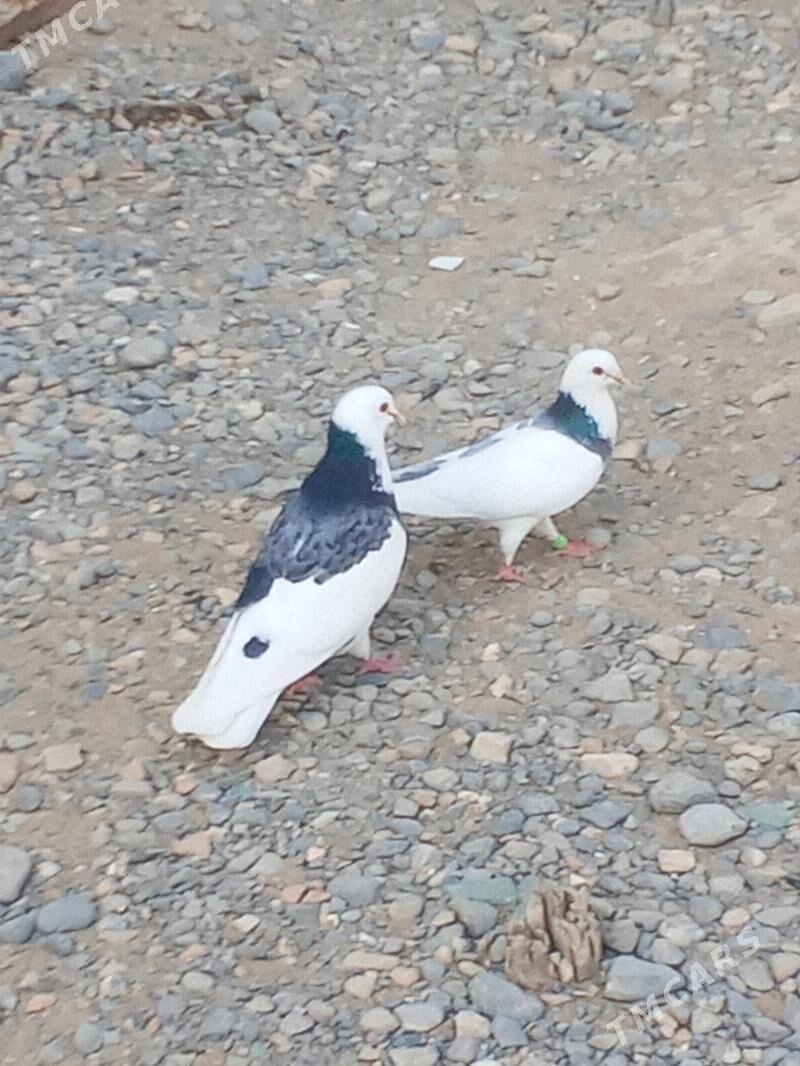 kepderi - Aşgabat - img 10