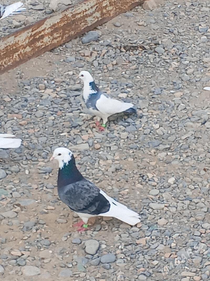 kepderi - Aşgabat - img 7