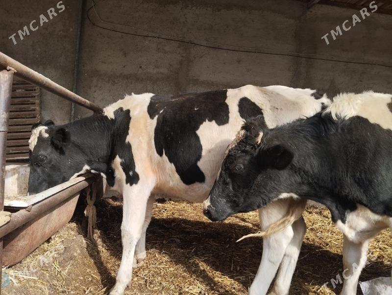 okuz. arassa Galisteyin - Ýaşlyk - img 3