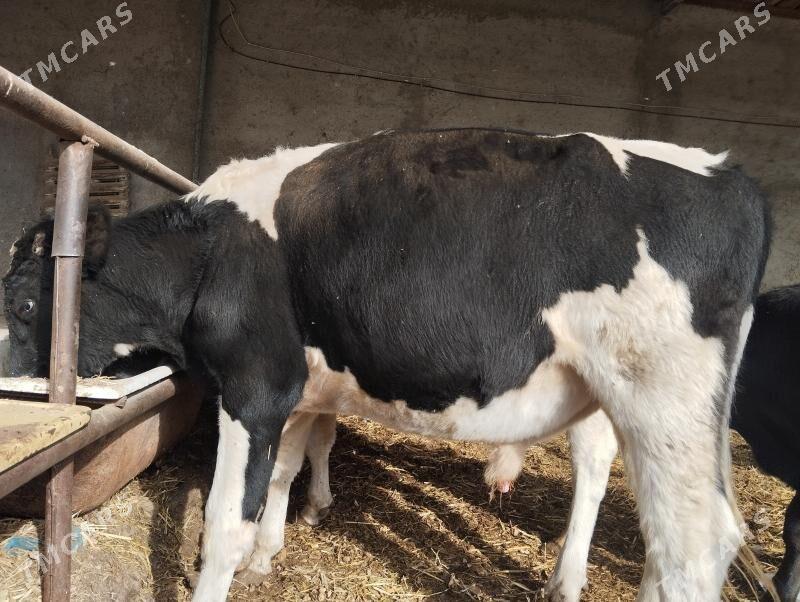 okuz. arassa Galisteyin - Ýaşlyk - img 2