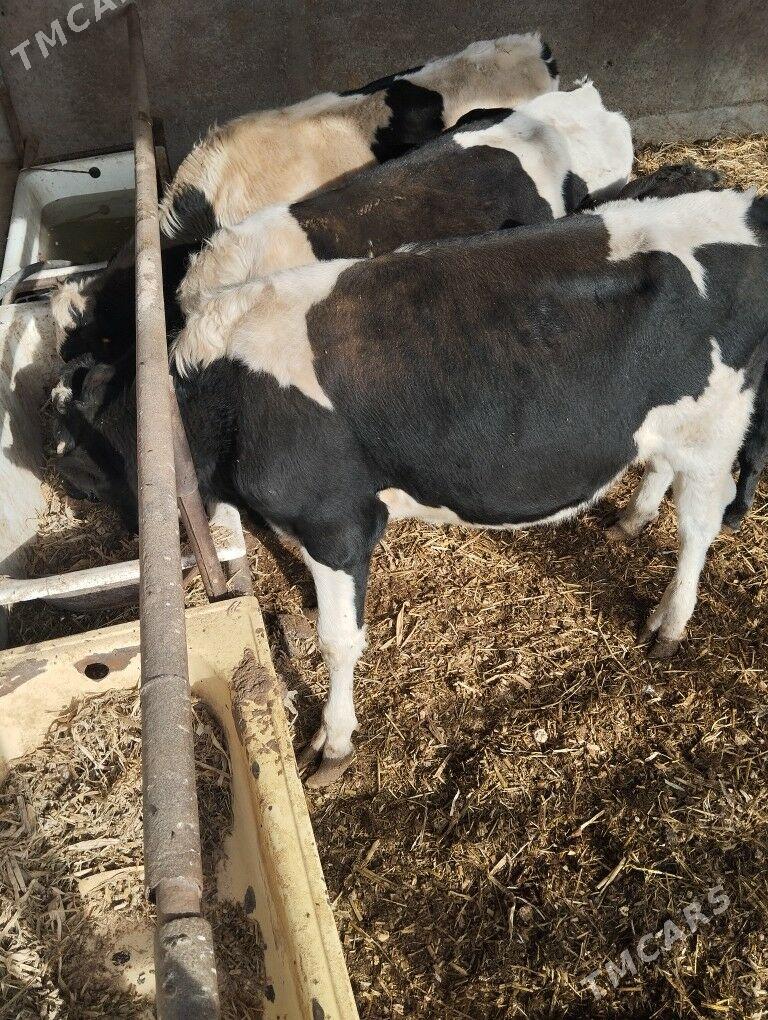 okuz. arassa Galisteyin - Ýaşlyk - img 1