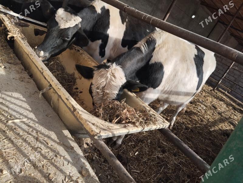 okuz. arassa Galisteyin - Ýaşlyk - img 4