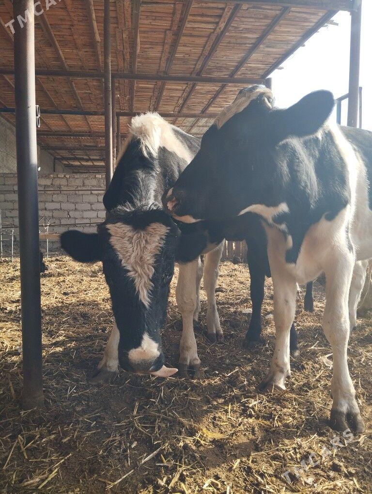 okuz. arassa Galisteyin - Ýaşlyk - img 5