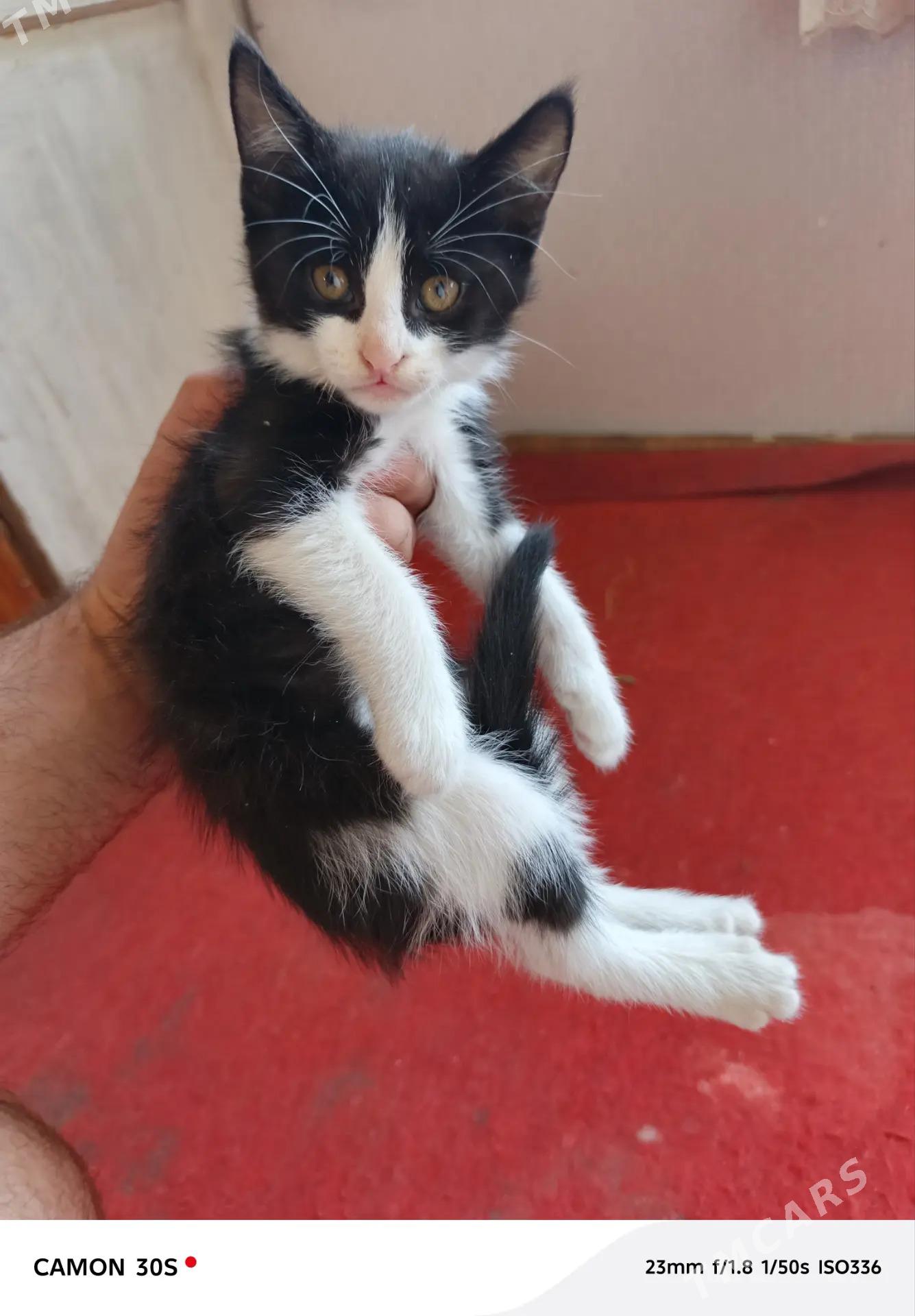 котята - 6 мкр - img 2