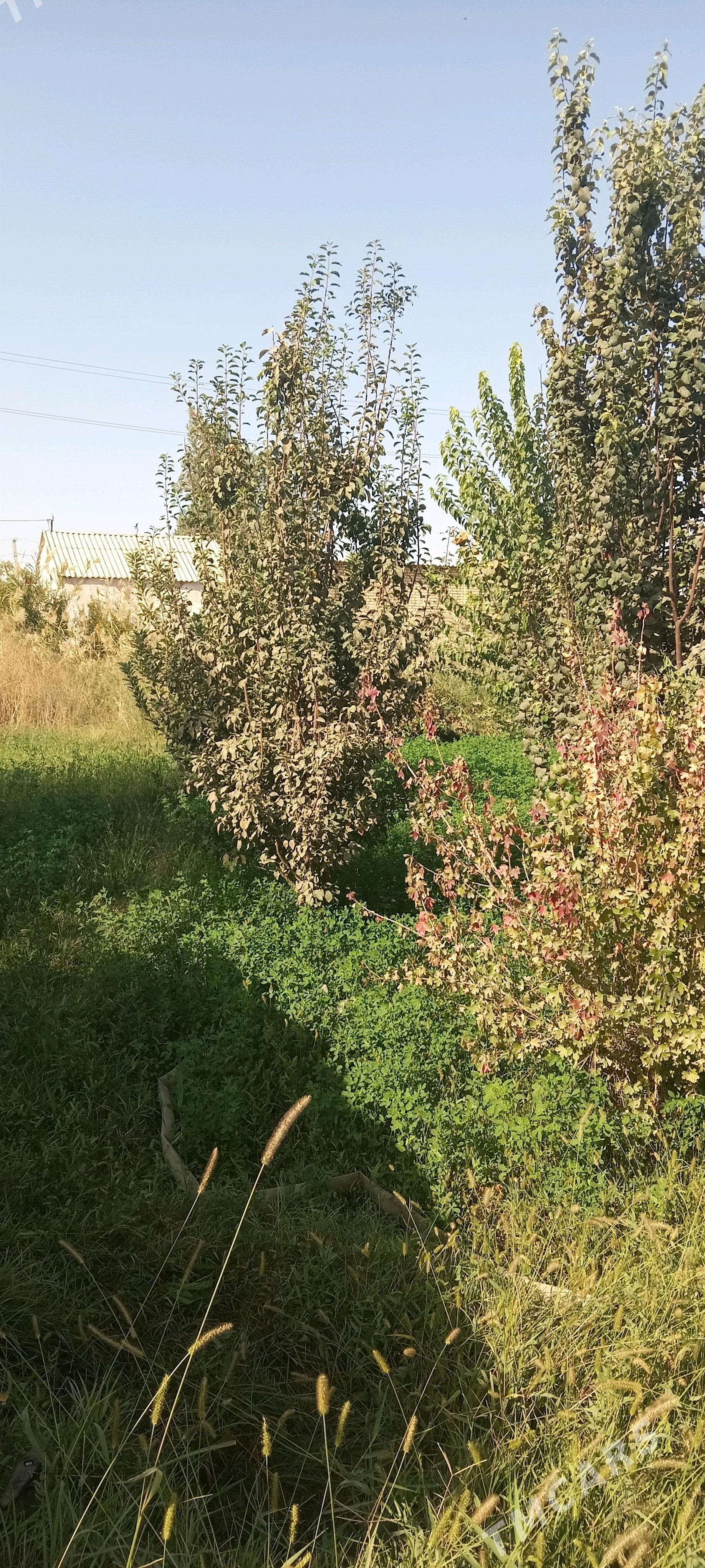 Boş mellek ÿer - Мары - img 1