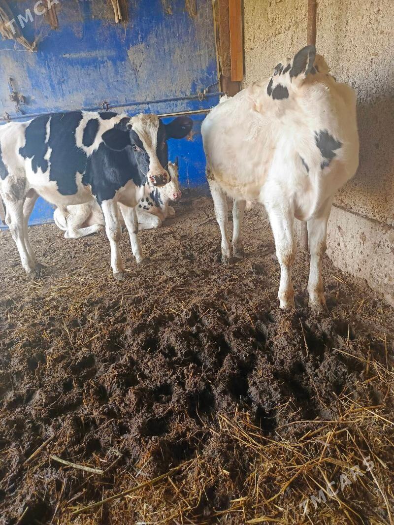 Öküz - Херрикгала - img 3