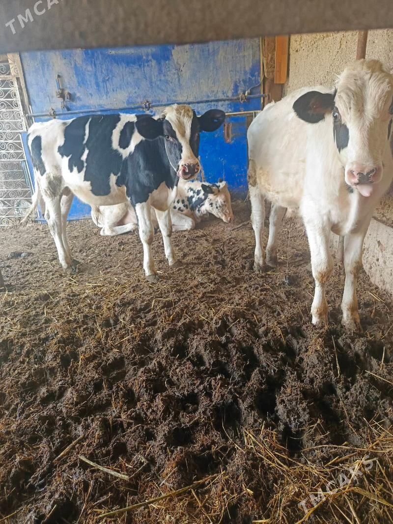 Öküz - Херрикгала - img 4