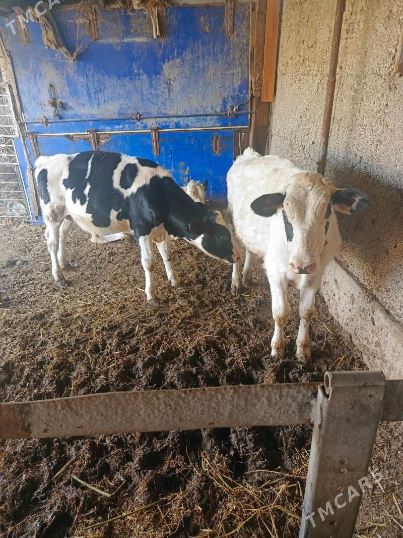 Öküz - Херрикгала - img 5