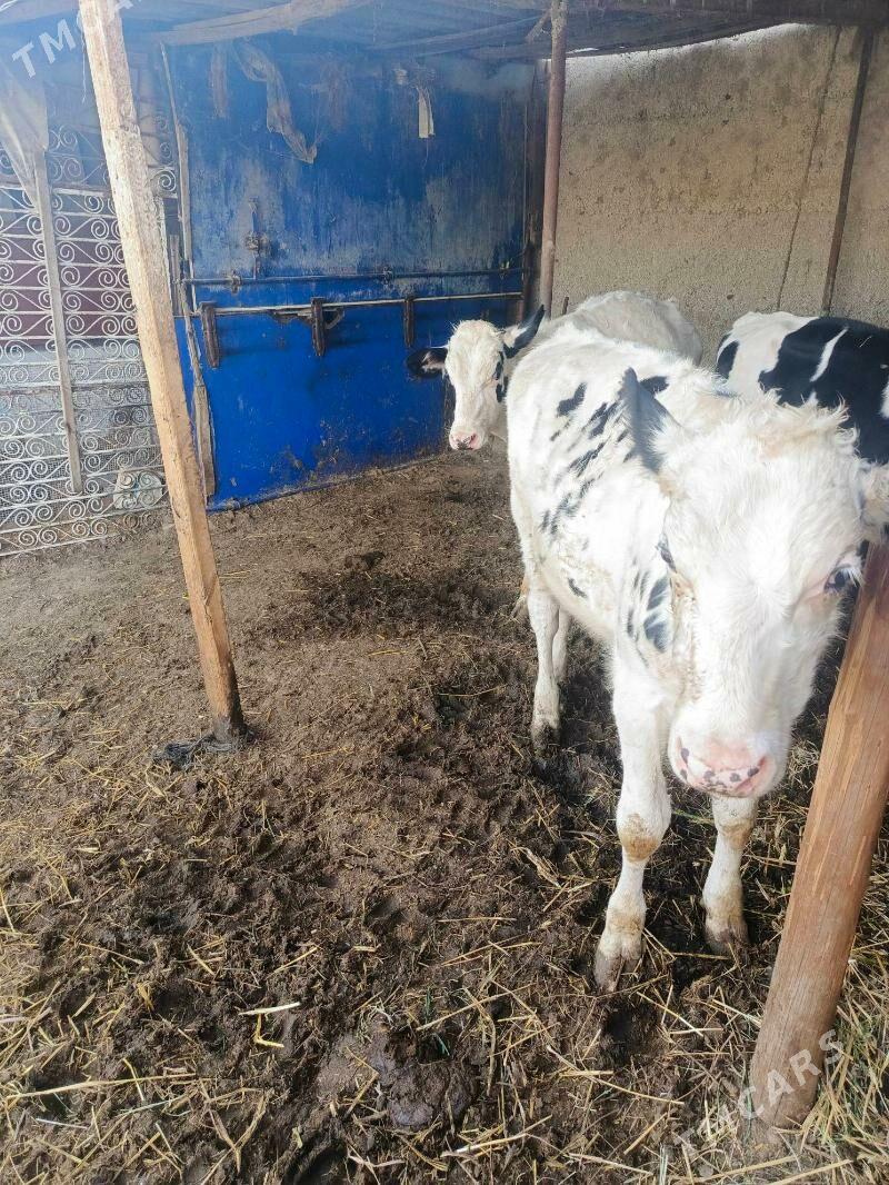 Öküz - Херрикгала - img 6