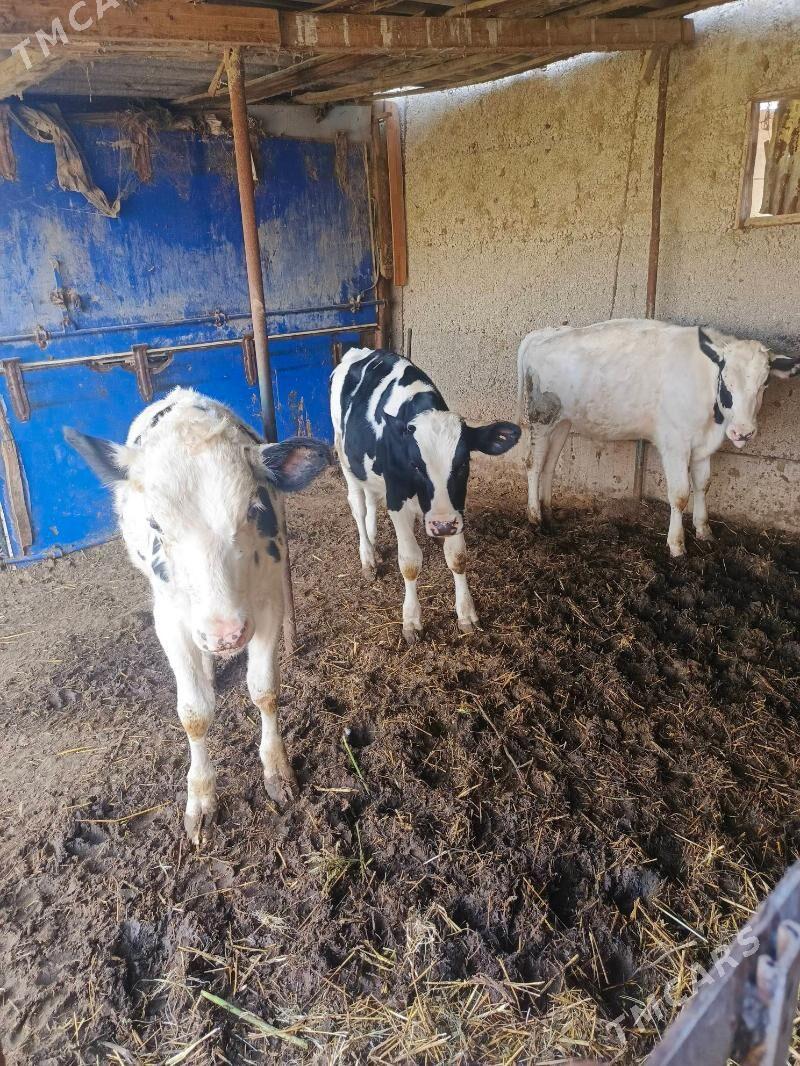 Öküz - Херрикгала - img 2