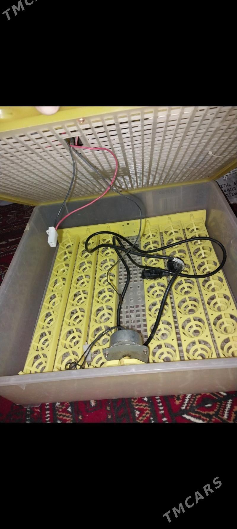 inkabator - Şabat etr. - img 2