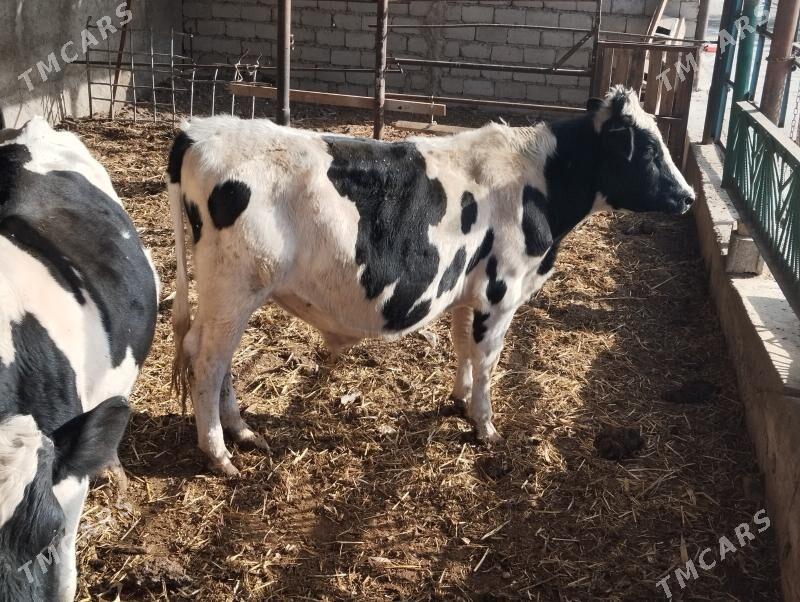 Galisteyin - Ýaşlyk - img 3