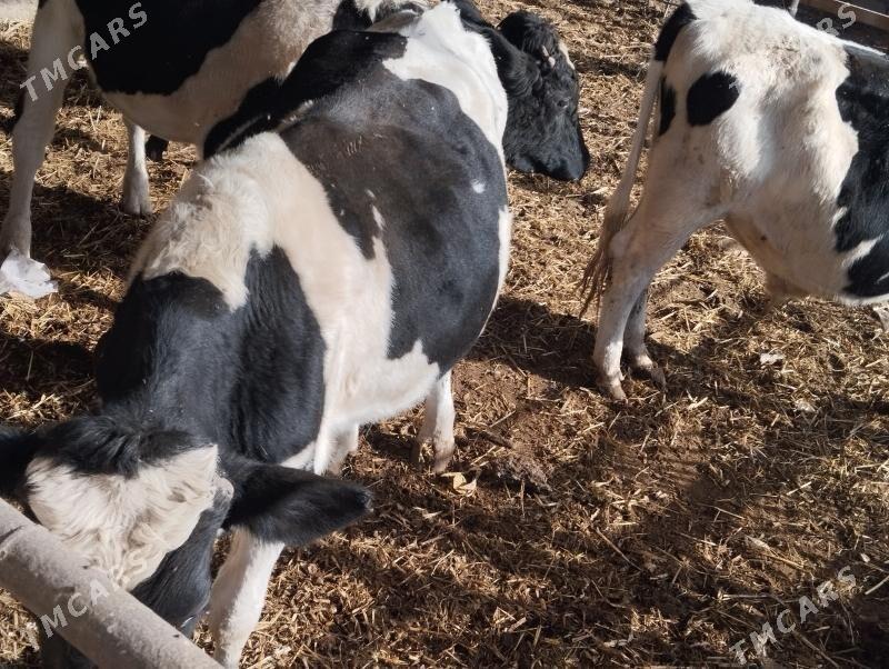 Galisteyin - Ýaşlyk - img 2