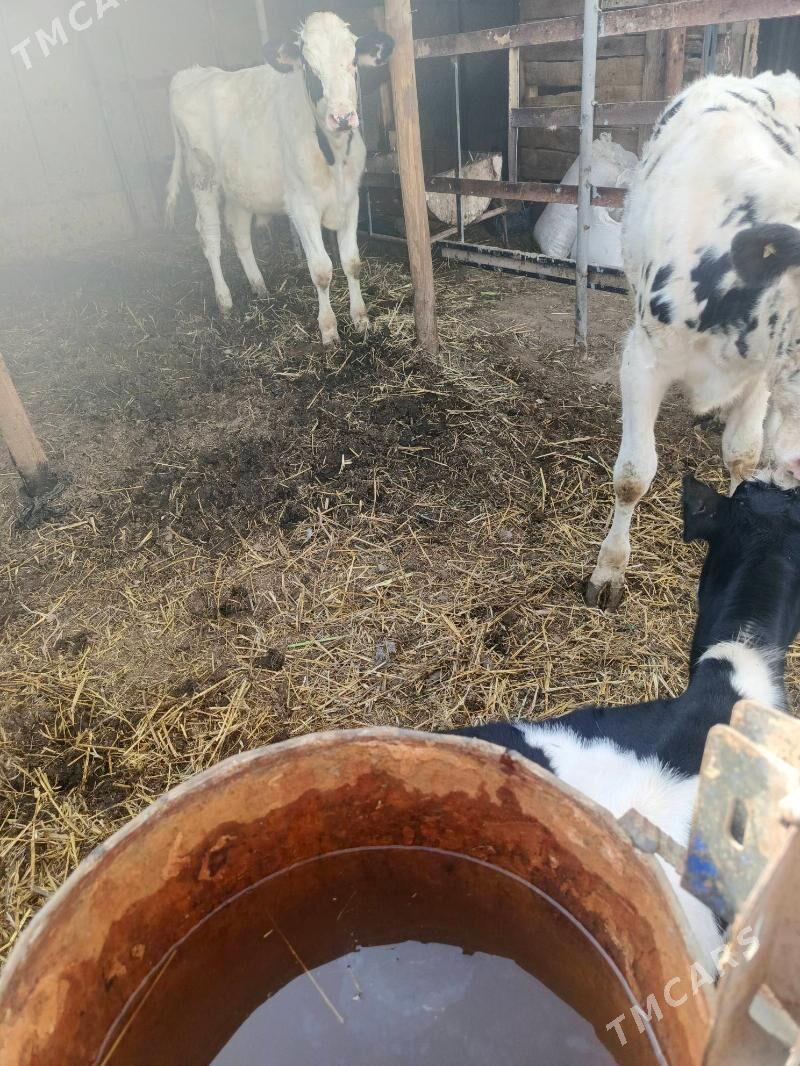 Öküz - Херрикгала - img 7