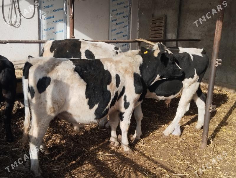 Galisteyin - Ýaşlyk - img 5