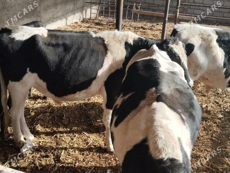 Galisteyin - Ýaşlyk - img 1